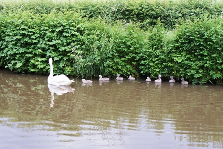 Swans at Hunts